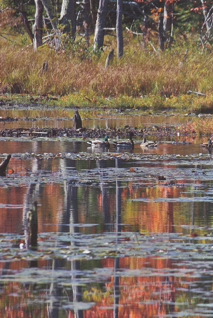 Beaver Pond photo